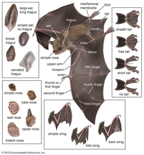 Bat Anatomy Bat Species Bat Mammal