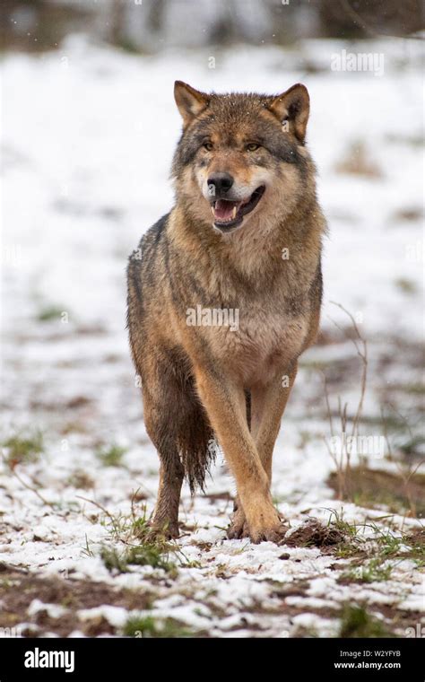 Timber Wolf Grey Wolf Canis Lupus Standing Rocky Cliff Autumn Stock