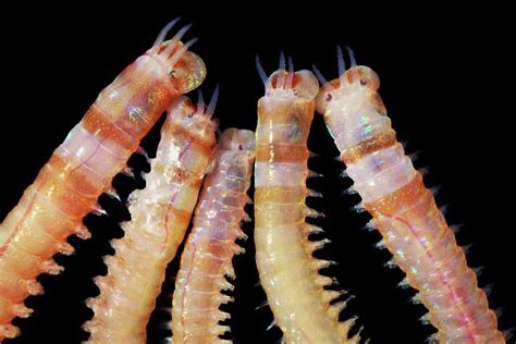 Marine Worms Photograph By Alexander Semenov Pixels