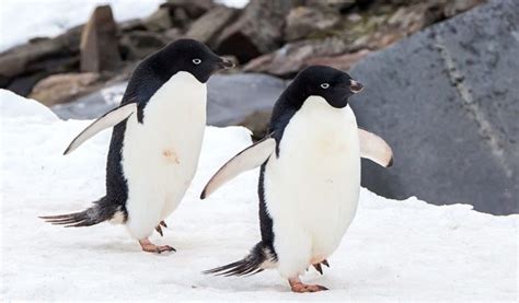 Adelie Penguin Facts Diet And Habitat Information