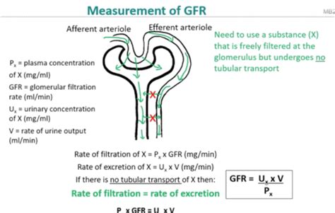 Glomerular Filtration Tubular Reabsorption And Secretion Control Of