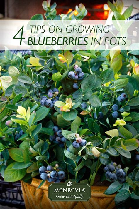 How To Grow Blueberries In Pots The Secret Is Four Ps Because You