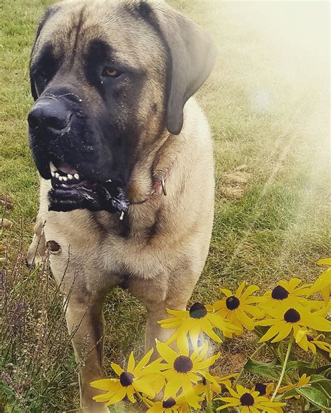 English Mastiff English Mastiff Old English Mastiffs Mastiffs