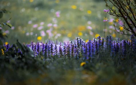 Download Wallpapers Purple Wildflowers Blur Evening Floral