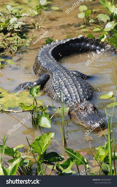American Alligator Swamp Natural Habitat Facing Stock Photo 1802065987