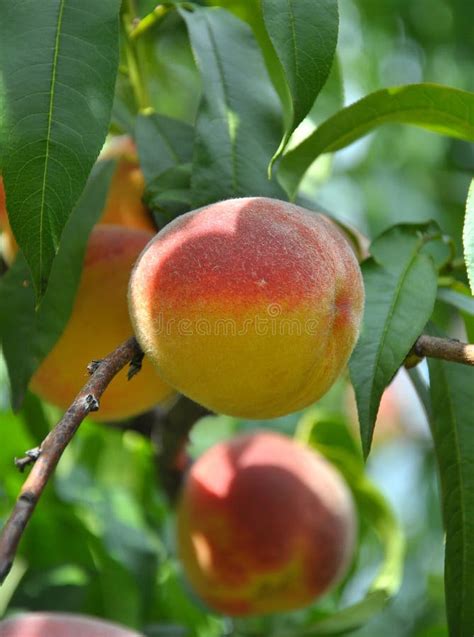 On The Tree Branch Ripe Peach Fruits Stock Photo Image Of Vitamins