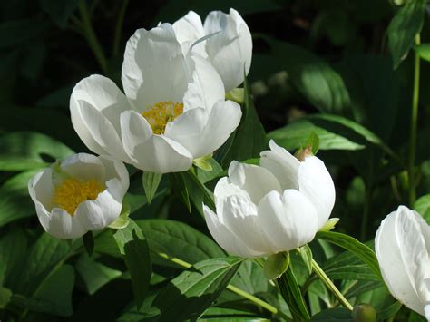 Free Images White Flower Petal Summer Botany Flora Flowers