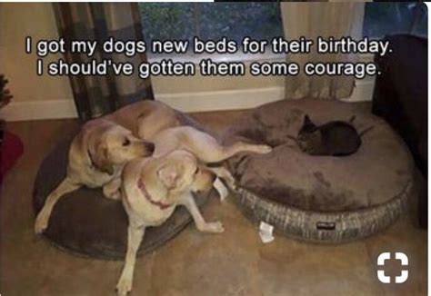 Cat Steals Dog Bed From Two E Dog Quotes Funny Funny Animal Quotes