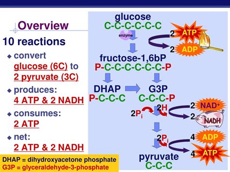 PPT Cellular Respiration Stage 1 Glycolysis PowerPoint Presentation