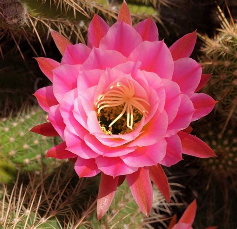Single Pink Cactus Flower Quiet Moon Photography
