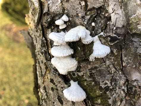 Ppdl Case Study 1 White Fungi On Crabapple Branch Purdue Landscape