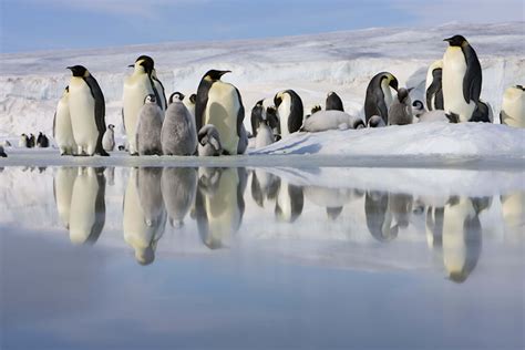 How Tourists Could Be Making Antarcticas Penguins Sick Lonely Planet