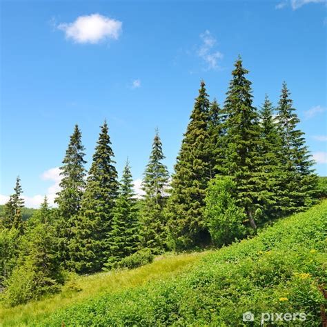 Poster Beautiful Pine Trees On Mountain Pixersuk