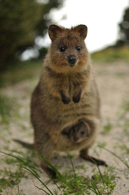Though they resemble rodents, quokkas are actually marsupials! Quokka | クアッカワラビー, 動物, 動物 かわいい