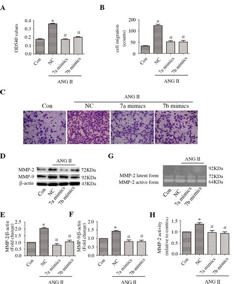 effect of mir 7a b mimics on proliferation migration and mmp 2 and download scientific