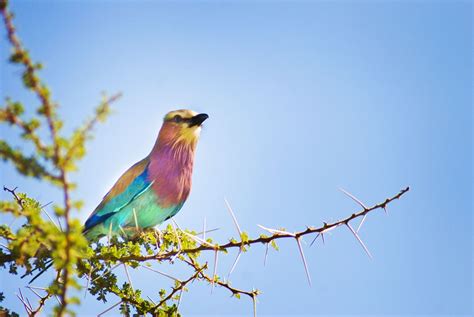 If You Want To See This Bird Go On Safari In Kenya Most Beautiful
