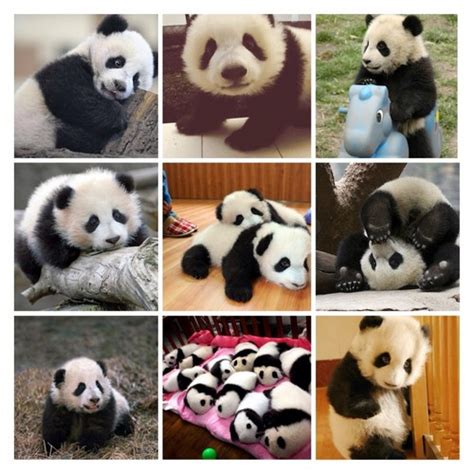 Cute Pandas ♡ Pandas Photo 35203710 Fanpop
