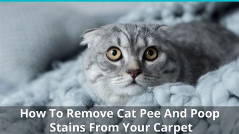 How To Keep Your Cat From Pooping On The Carpet Catwalls
