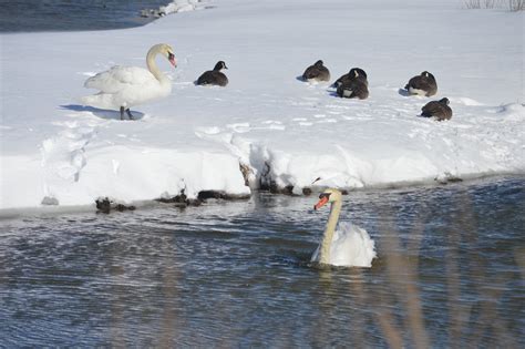 Ingyenes Képek Víz Természet Hó Téli Fehér Vadvilág Folyam Jég