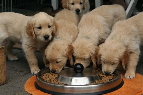 Determining how much food you should feed your dog isn't always straightforward. How Much Should I feed My Dog? Both Senior & Puppies ...