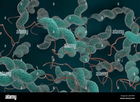 Campylobacter Jejuni Bacteria Hi Res Stock Photography And Images Alamy