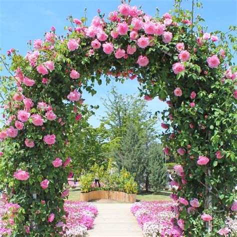 11 Amazing Uses For A Garden Arch Tony Ward Furniture