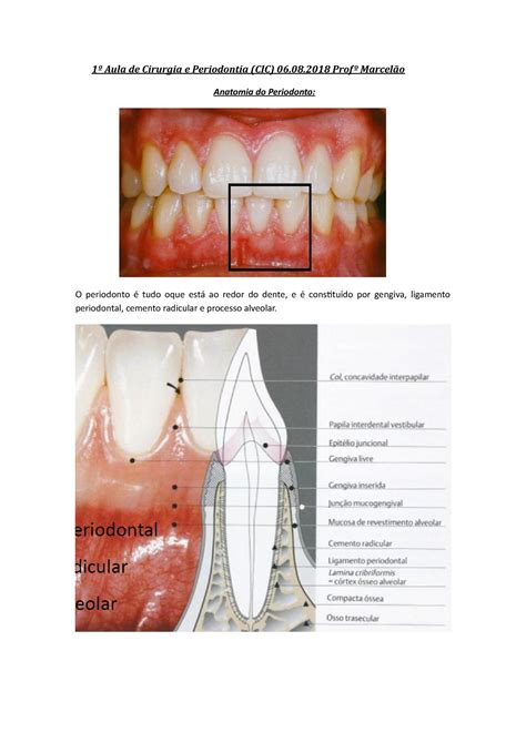 Aula De Cirurgia E Periodontia Prof Marcel O Anatomia Do