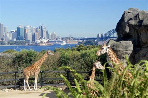 The Sydney Taronga Zoo The Zoo With The Best View