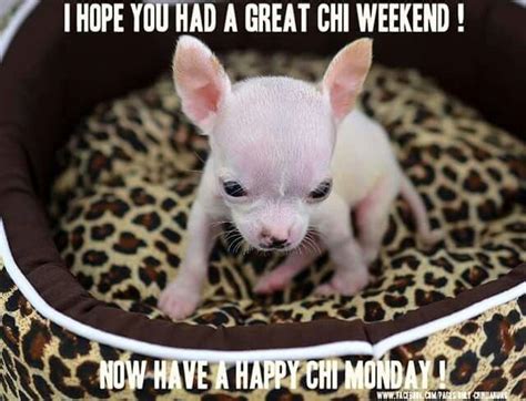 Happy Monday Cute Animal Pictures Cute Chihuahua Chihuahua Lover
