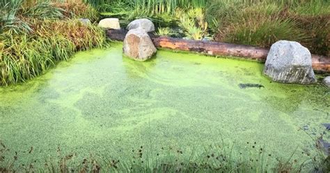Why Is My Ponds Water Green Backyard Pond Ideas And Supplies
