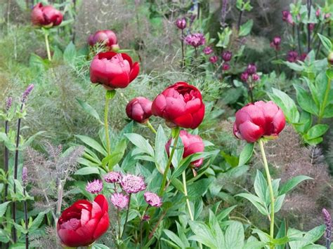Jul 08, 2021 · the 10 plants you should deadhead this year are camellia removing dead or old flowers can bring a resurgence of growth to flowers like camellias which bloom once a season. Top 10 Tips on Growing Peonies - Top Inspired