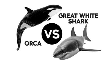 Exploring The Debate Are Orcas Sharks Or Whales Balisharks Com
