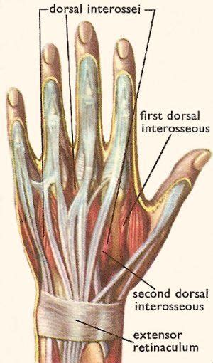 How many bones are there in the human skeletal system? hand | Hand anatomy
