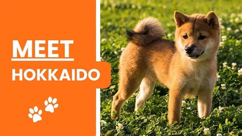 All About Hokkaido Dog Breed Akc Approved Youtube