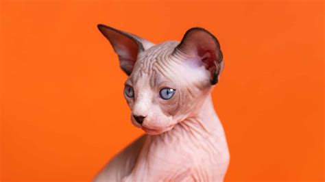 9 Types Of Hairless Cats Unianimal
