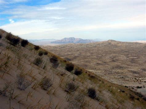 Dune Vegetation Kelso Dunes Mojave National Preserve Uncle Kick