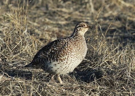 Public Invited To Presentation About Sharp Tailed Grouse Habitat And