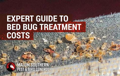 Does Pest Control Get Rid Of Bed Bugs Modern Clean Guide