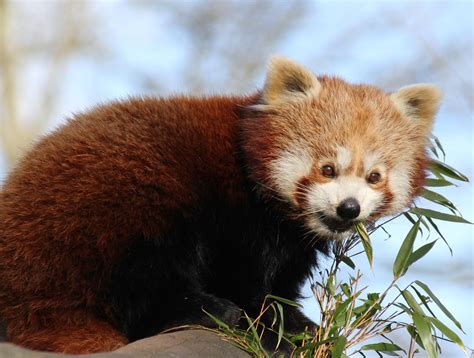 The Red Panda Cute Wildlife The Wildlife Riset