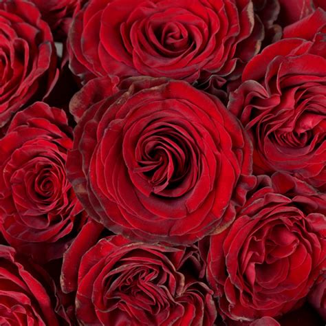 Heart Garden Rose Red Flower L