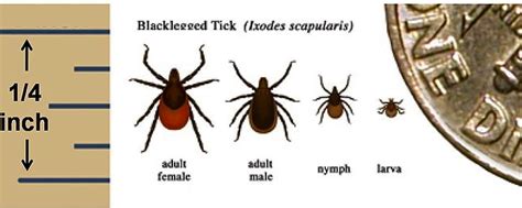 Cdc Lyme Disease 10 Times More Prevalent Than Thought East End Beacon