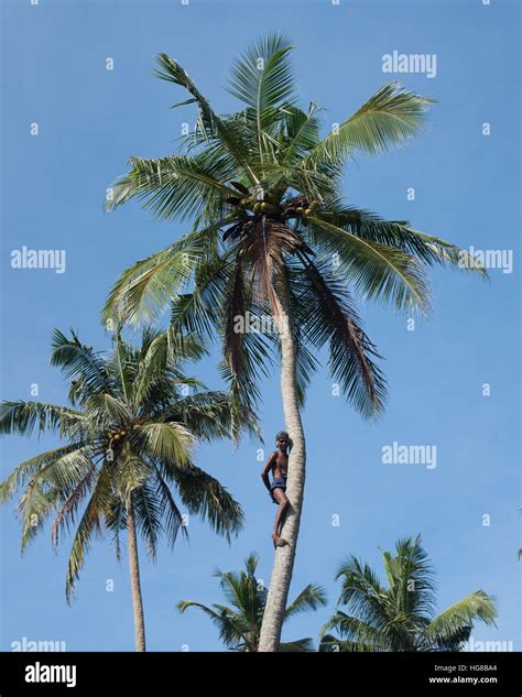 Man Climbing Up On Coconut Palm Tree Boosa Sri Lanka Stock Photo Alamy