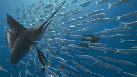 Mid Atlantic Forage Fish The Pew Charitable Trusts
