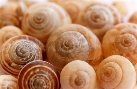 Spiral Snail Shells Gastropod Shells Macro Closeup Stock Image