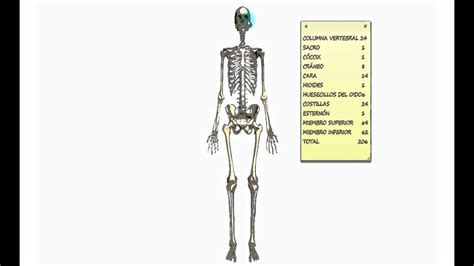 Osteologia Generalidades Youtube