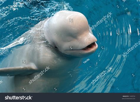 Baby Beluga Whale Smiling Foto De Stock 1328724 Shutterstock