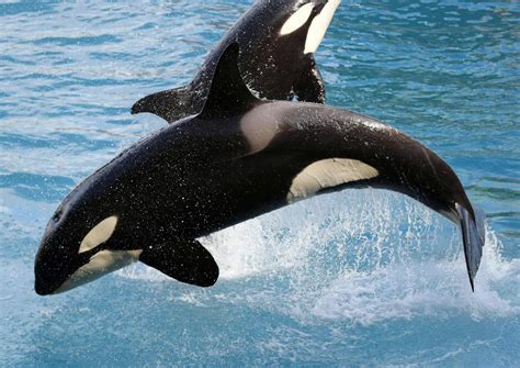 Worlds First Talking Killer Whale Wikie The Orca Learns To Say Hello