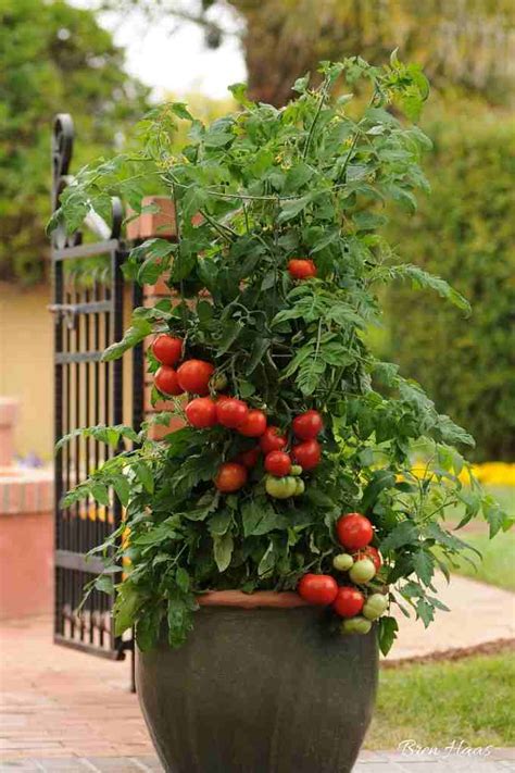 New Home Garden Tomato Varieties For 2021 Bren Haas