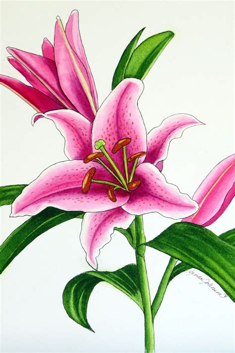 Oriental Lily In 2021 Oriental Lily Watercolor Artist Watercolor