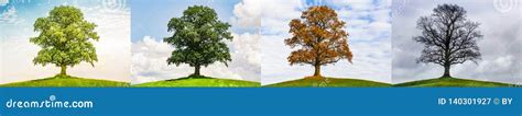 Oak Tree Four Seasons Royalty Free Stock Photography Cartoondealer